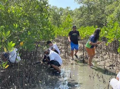 mangrove_growing2_p
